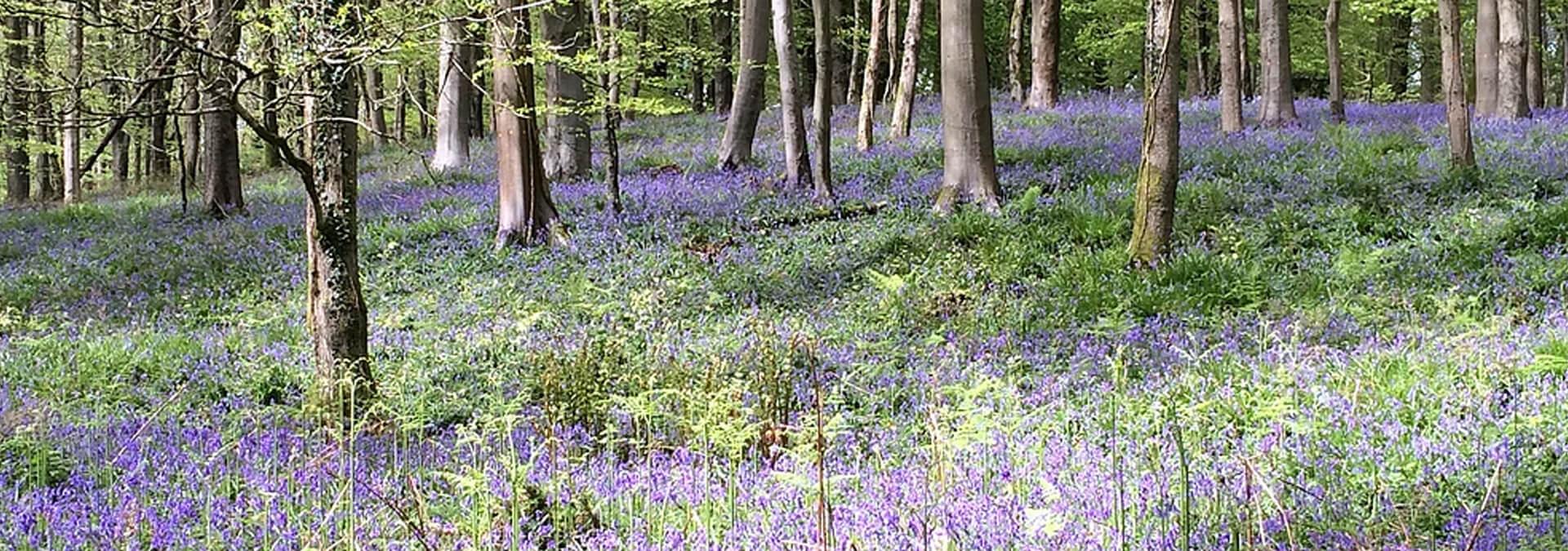 The Bluebell Woods